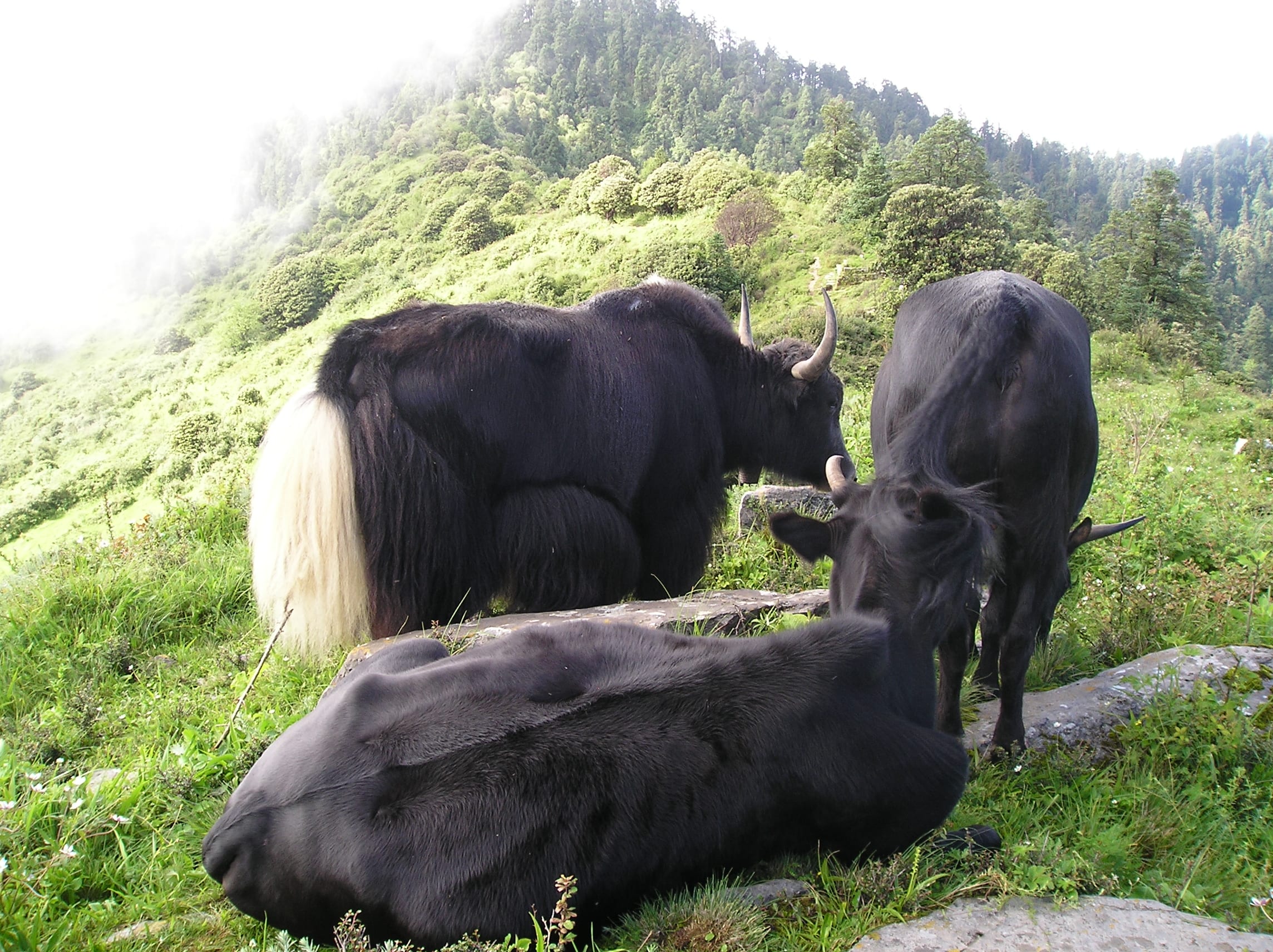 Cross Bred with Yak